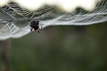 spider sits on a web in the woods