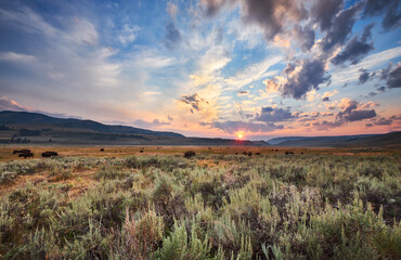 Bison graze in Lamar Valley