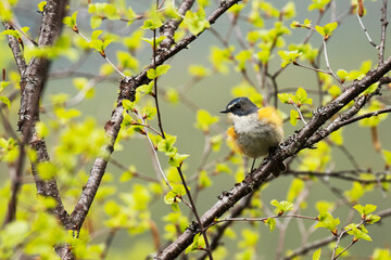 Naklejka na meble Beautiful and colorful Red-flanked bluetail (Tarsiger cyanurus) in the middle of fresh and lush Finnish taiga forest near Kuusamo, Northern Europe. 