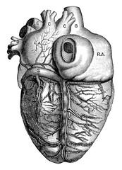 Wall Mural - Posterior View of the Heart, vintage illustration.