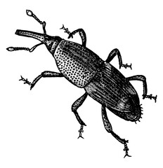 Sticker - Weevil, vintage illustration.