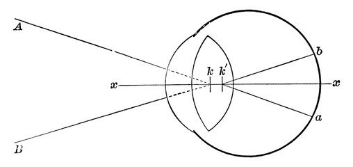 Retina, vintage illustration.