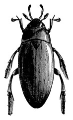 Sticker - Water Scavenger Beetle, vintage illustration.