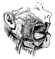 Wall Mural - The Salivary Glands, vintage illustration.