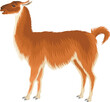 vector guanaco - Wild llama illustration 