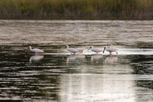 Spoonbills Fishing On The Lake