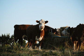 Wall Mural - Hereford cattle herd at hay feeder shows cows eating during farm sunrise.