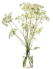 Conium maculatum ( hemlock or poison hemlock) in a glass vessel on a white background