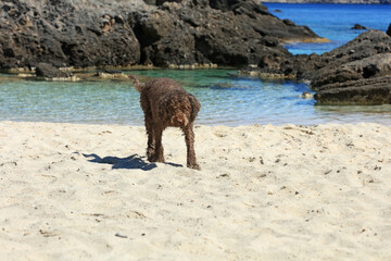 Brown dog portrait close up on the beach lagotto romagnolo breed truffle hunter crete greece covid-19 season modern high quality prints