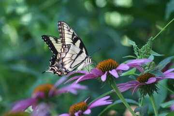 Canvas Print - Papilio Eurymedon Pale Swallowtail Coneflower Iris 2020 I