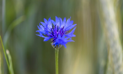 Wall Mural - Beautiful macro from Cornflower