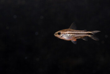 Bronze corydoras fish or small fish swim in fresh water aquarium tank on dark background. Concept of little beautiful animals help relaxation.