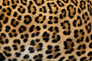 leopard fur background (real fur)