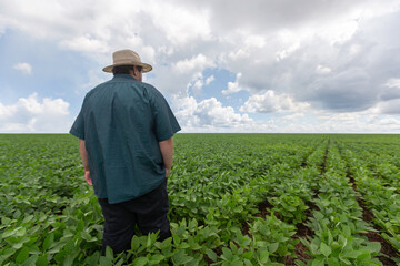 Wall Mural - farmer walking over crop field with a beautiful sky