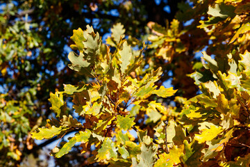 Canvas Print - Colorful autumn oak leaves on the branch of oak tree in the forest