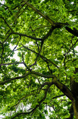 Wall Mural - Young oak leaves in the forest.