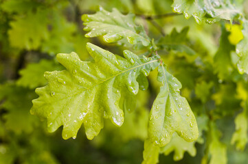 Sticker - Young oak leaves in the forest.