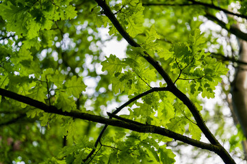 Sticker - Young oak leaves in the forest.