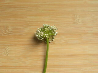 Wall Mural - Raw fresh Onion flowers vegetable