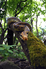 Wall Mural - The boa constrictor (Boa constrictor), also called the red-tailed or the common boa on a branch in the middle of the forest. A large snake on a branch in the green of a bright forest.