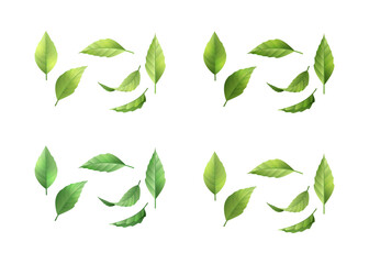 Poster - Collection of green leaves