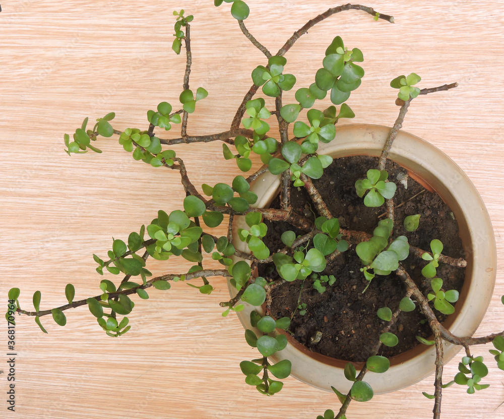 jade plant sale Jade Plant – Hey Rooted main image 1