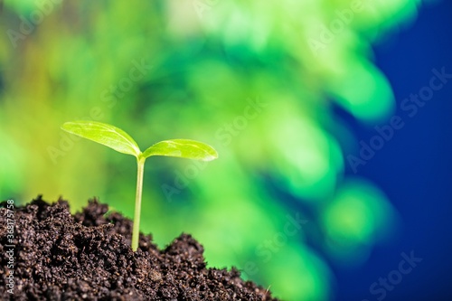 Cuadros en Lienzo young plant growing on healthy soil