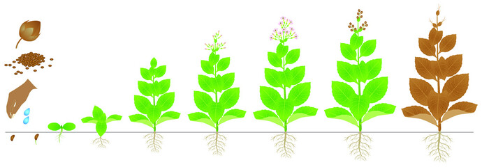 Wall Mural - Cycle of growth of tobacco plant isolated on white background.