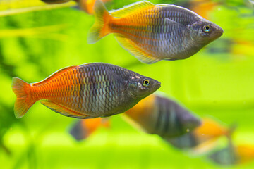 Melanoteniya boesman. Decorative fish. Yellow-blue color.