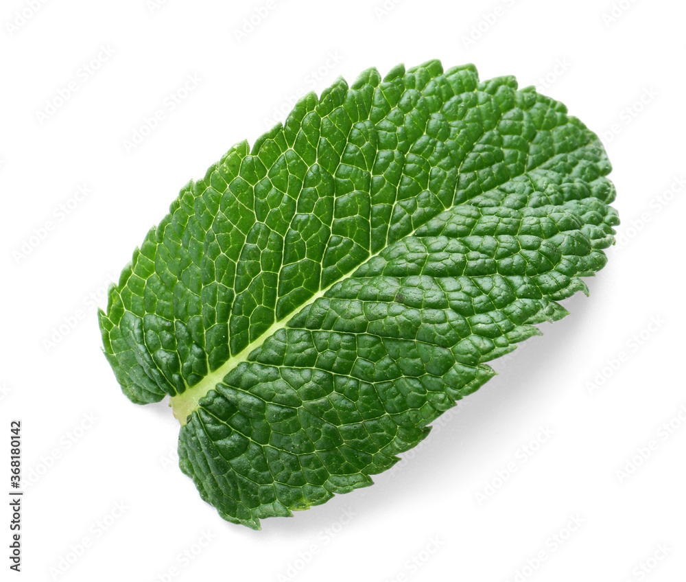 Fresh green mint on white background