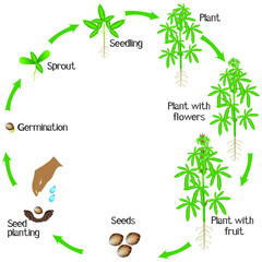 Poster - Cycle of a cannabis plant growth isolated on white background.