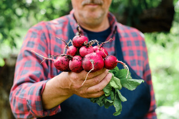 Wall Mural - Farmers hands with freshly harvested organic vegetables. Horse radish