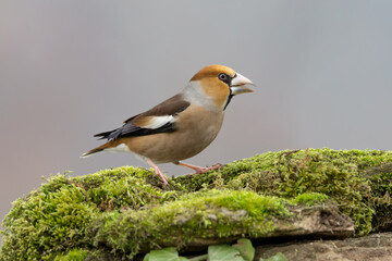 Wall Mural - Beautiful portrait of Hawfinch (Coccothraustes coccothraustes)