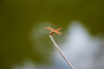 red Dragonfly on flower macro view. Dragonfly profile. Dragonfly macro view. red Dragonfly