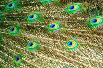 Wall Mural - Beautiful Indian male peacock bird's colorful long tail feather pattern background