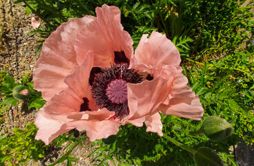 Single Oriental Poppy Marlene (Papaver orientale) - pink flower blowing in the wind with green background