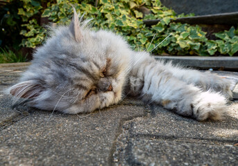 Wall Mural - persian cat on the ground