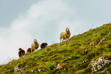 Wall Mural - Sheep at steep meadow at Latschenkopf mountain near Brauneck, Jachenau (Bayrische Voralpen), Bavaria, Germany