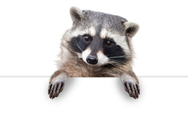 cute raccoon with paws over white sign
