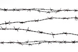 Fototapeta  - Rusty barbed wire splits on a white background.