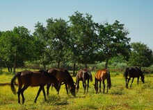 Grazing Herd Of Horses