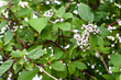 a red osier dogwood plant with white berries