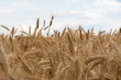 golden corn on a field farm plantation country panorama