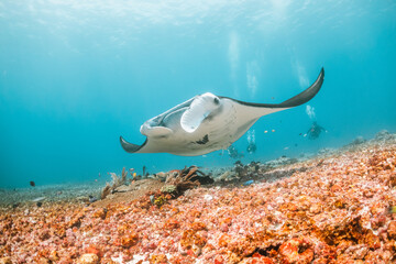 Wall Mural - Giant reef manta ray swimming over colorful coral reef in clear blue water