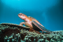 Green Sea Turtle Underwater,  Swimming Among Colorful Coral Reef In Clear Blue Ocean