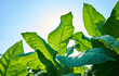 Tobacco plant cultivation field with large black tobacco leaves