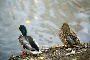 Wall Mural - duck autumn park pond / bird by the pond in the park, mallard migratory bird