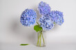 © jeonghwan son - There is a purple hydrangea on a white background