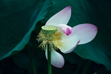 Lotus leaves and flowers, dragonflies fly in the park, in Dalian, Liaoning Province, China
