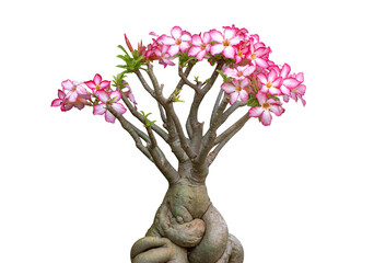 Wall Mural - Pink flower Adenium Obesum plant with green leaves in pot isolated on white background